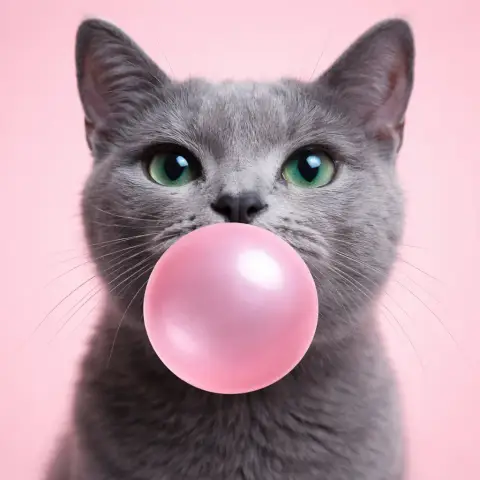 Russian Blue Cat Blowing Pink Bubble Gum
